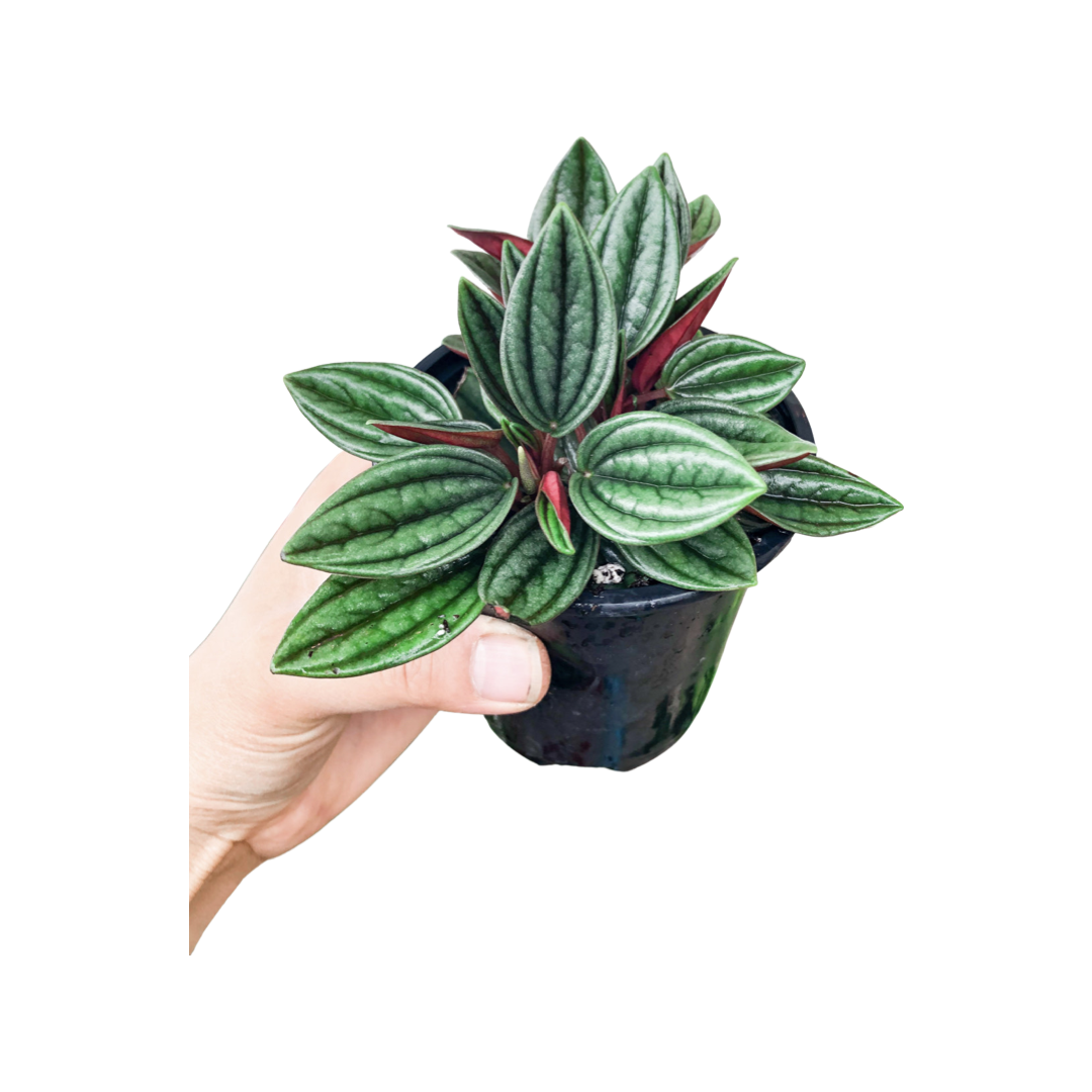 Peperomia | Rosso