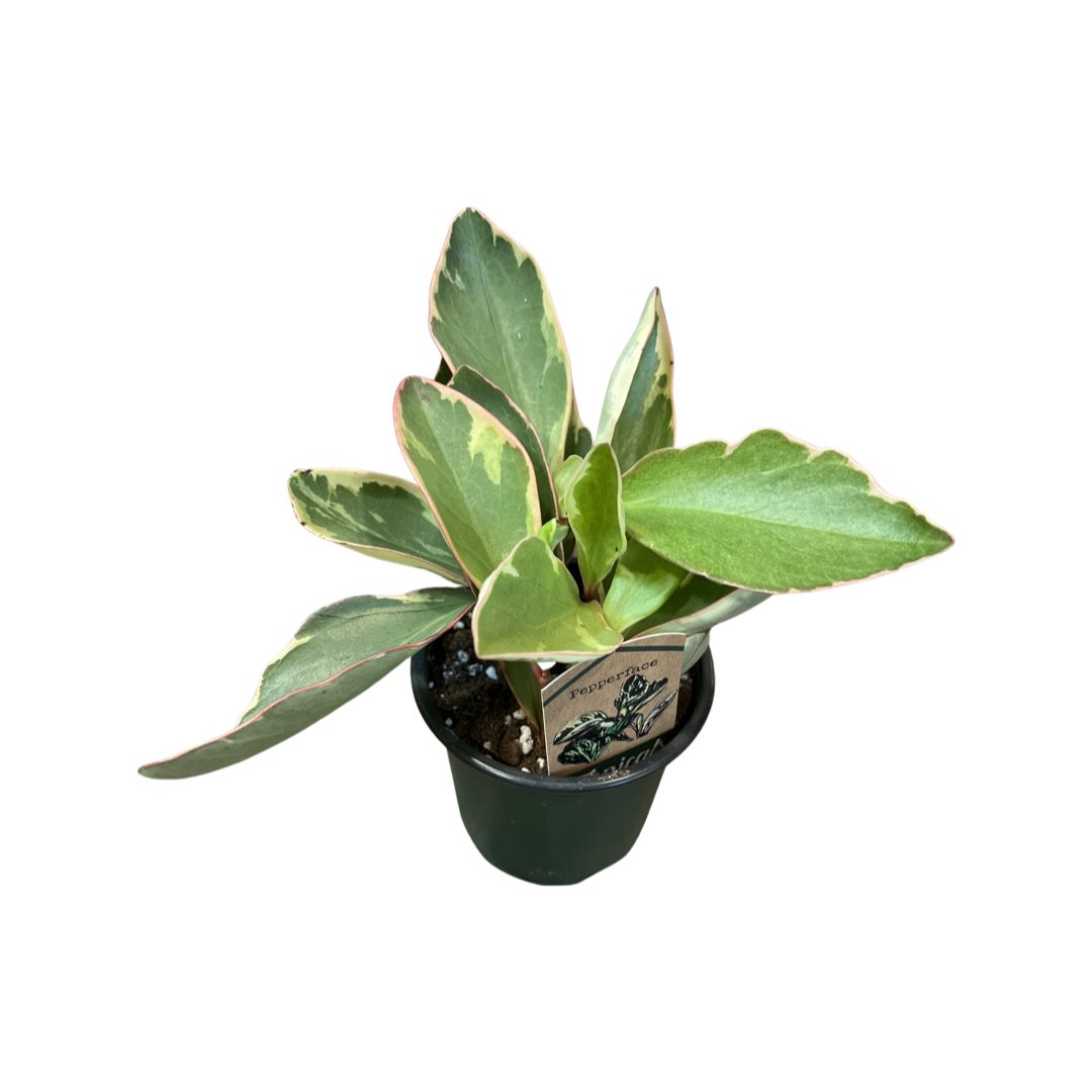 Peperomia | Pepperface Pink |