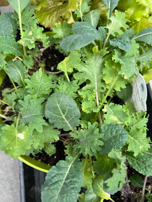 Salad Greens | Garden Seedling