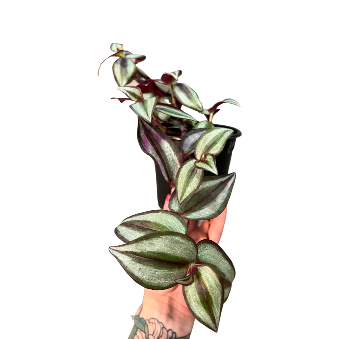 Tradescantia | Zebrina Purple