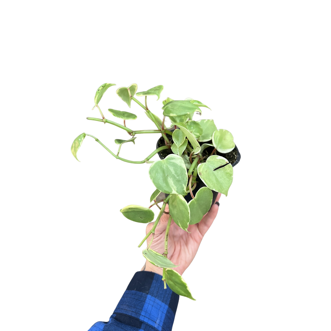 Peperomia | Scandens Variegated