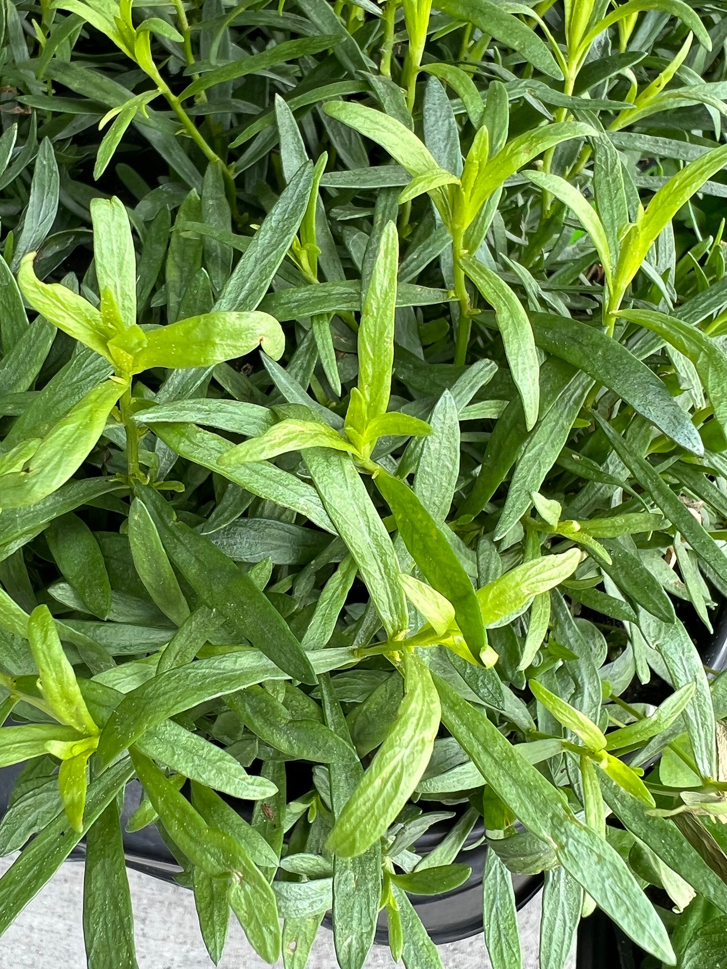 Tarragon 4" | Garden Seedling