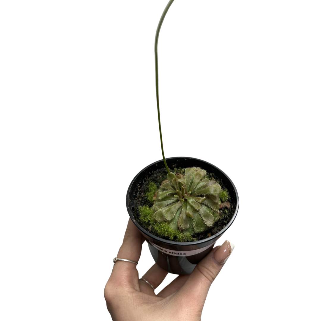 Drosera Aliciae | Sundew