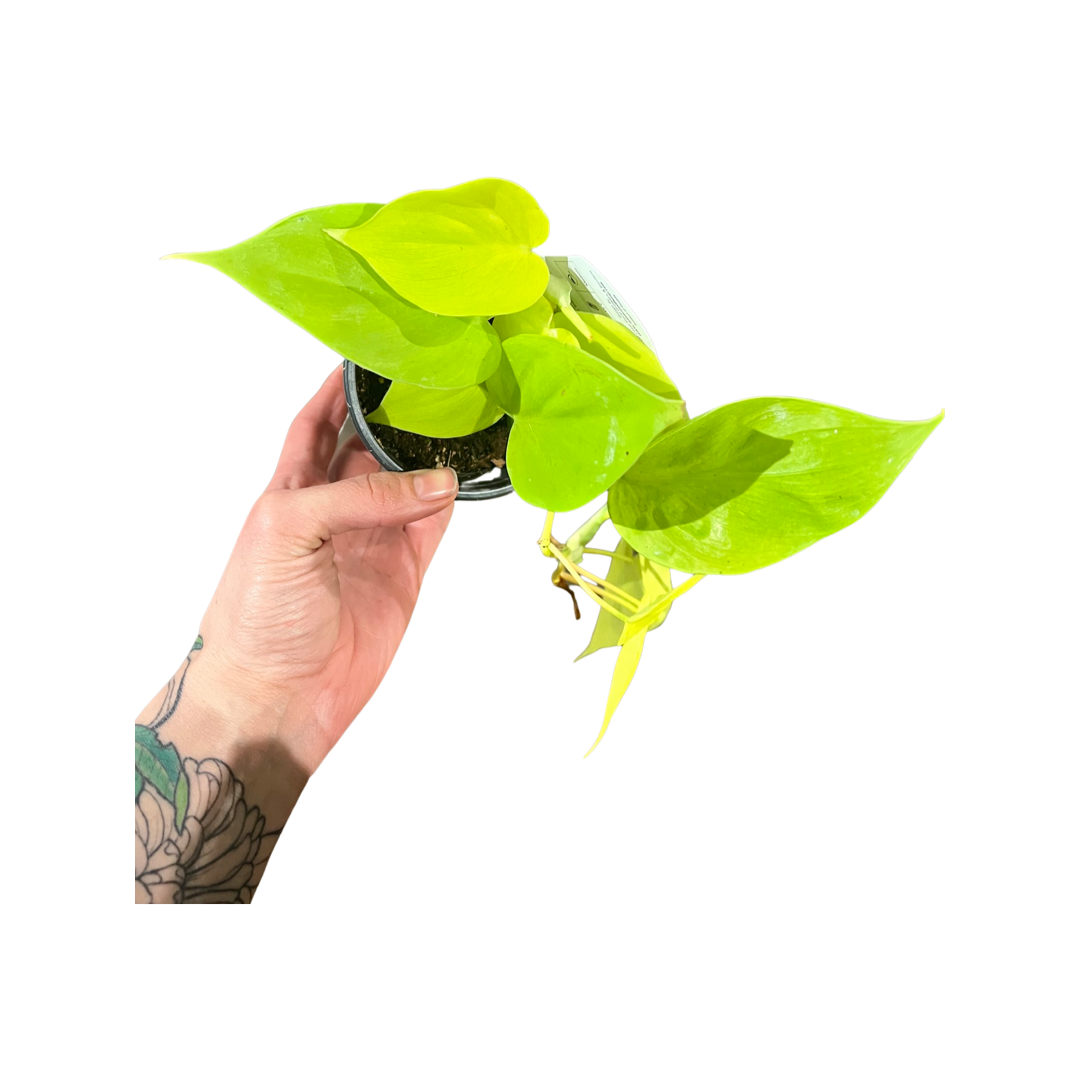 Philodendron | Cordatum Lemon Lime
