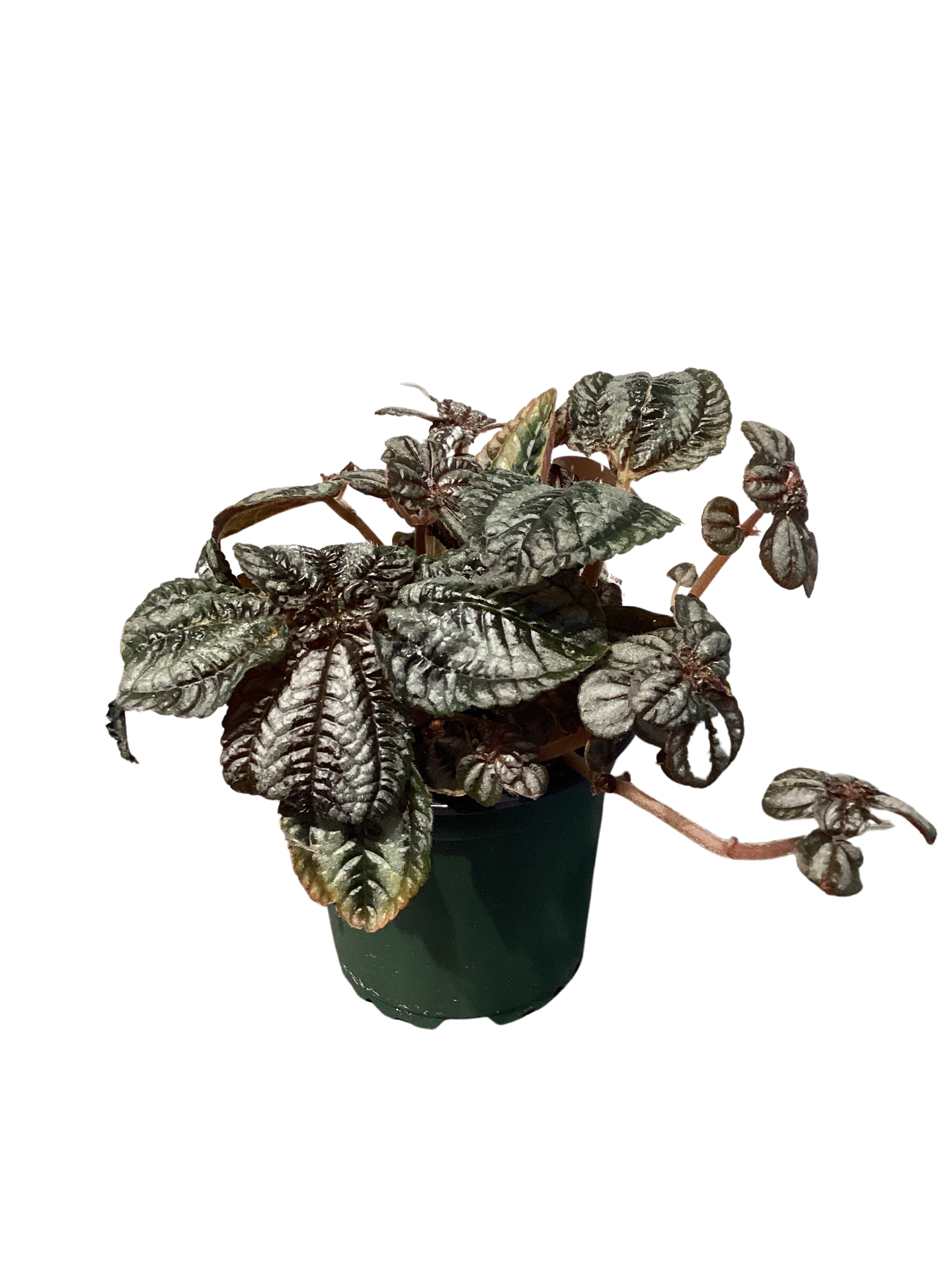 Pilea | Norfolk