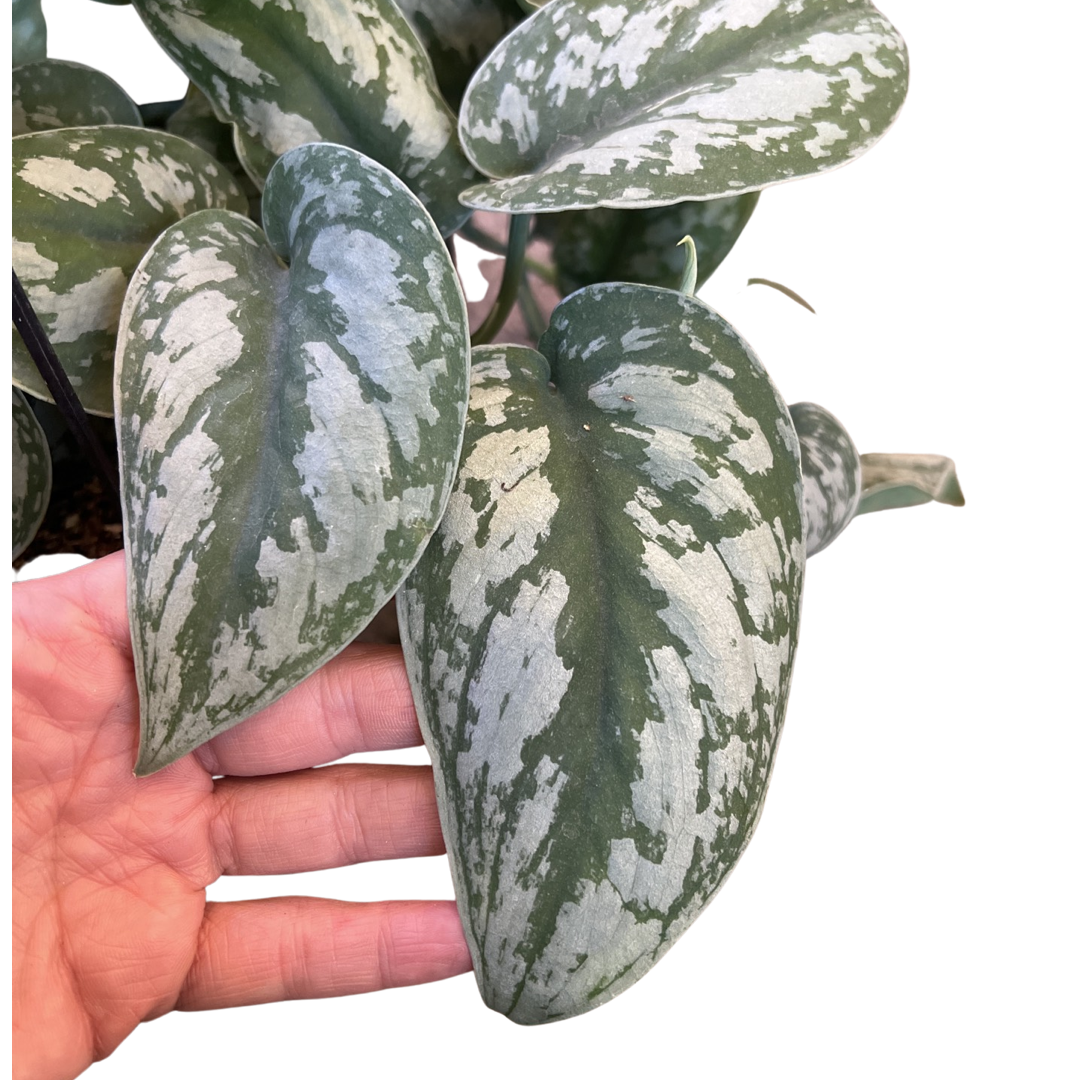 Pothos | Silvery Ann Satin