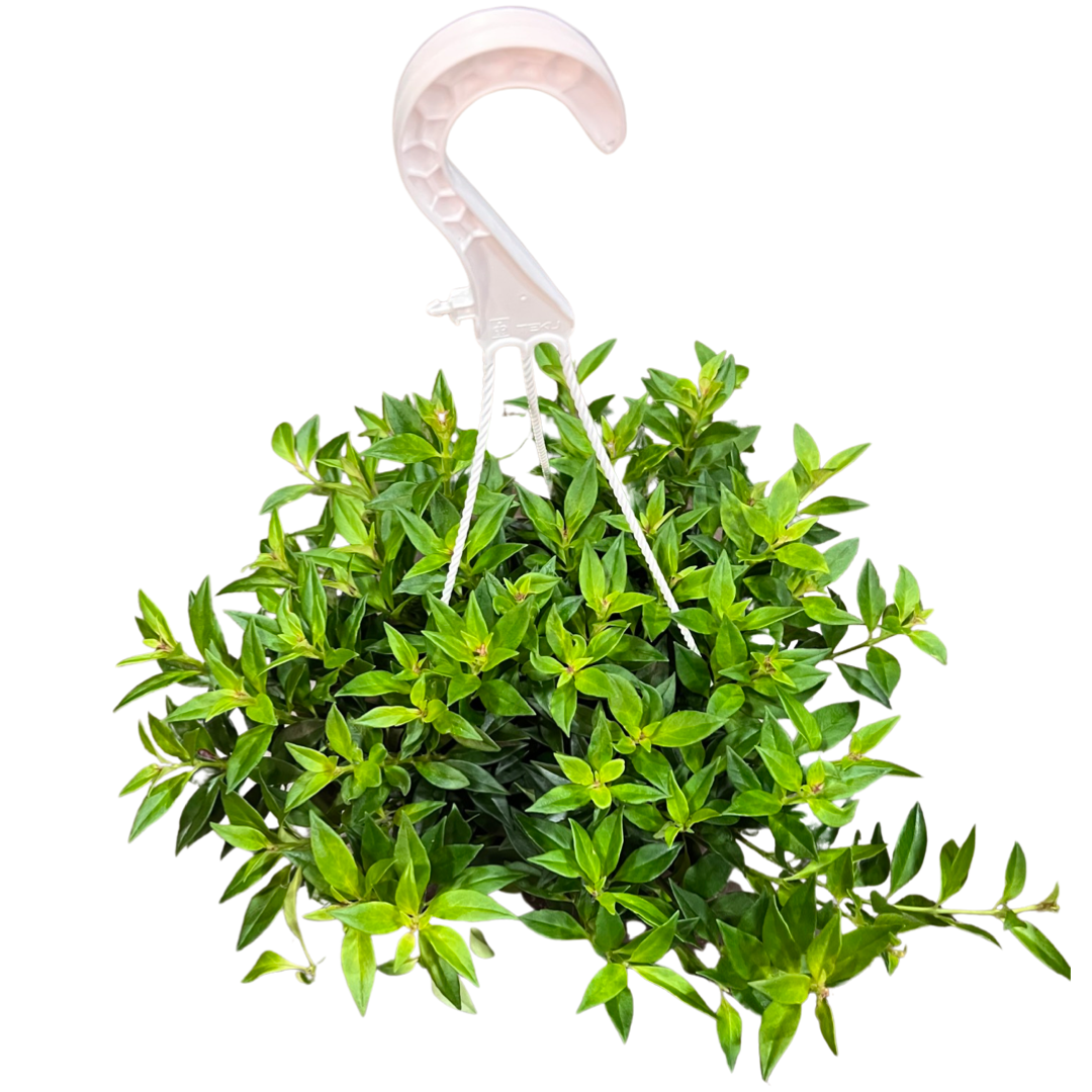 Lipstick Plant | Purple Star