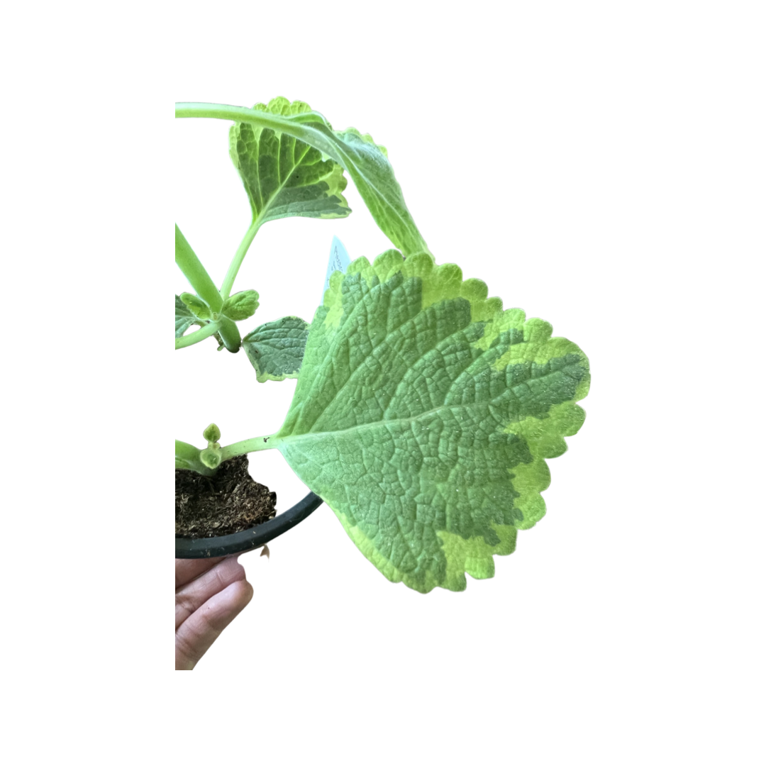 Ivy | Swedish Velvet Elvis