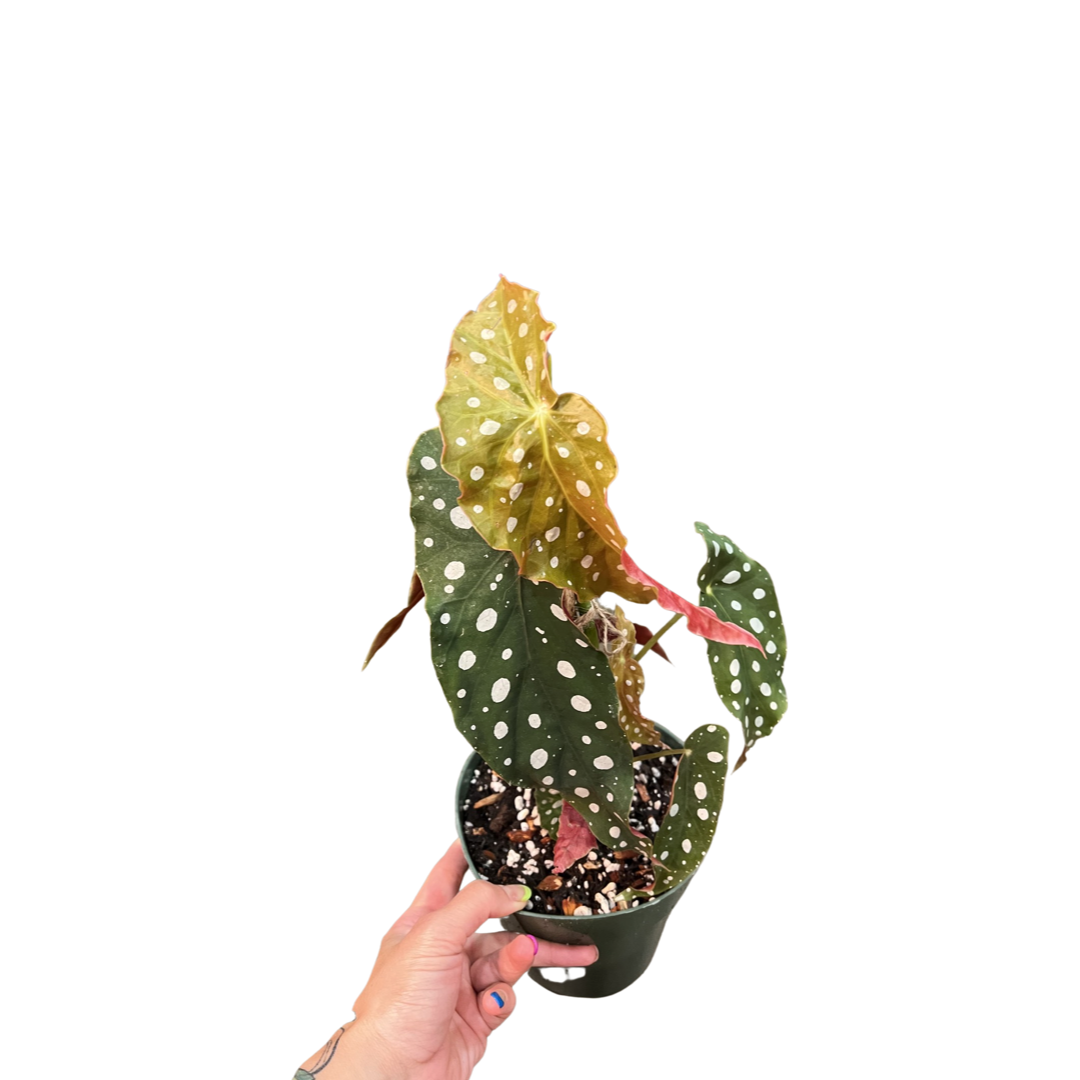 Begonia | Maculata