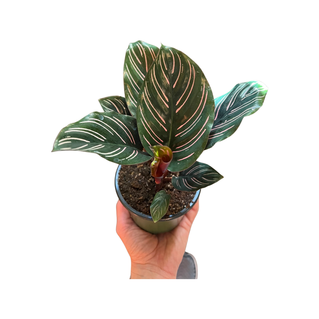 Calathea | Ornata