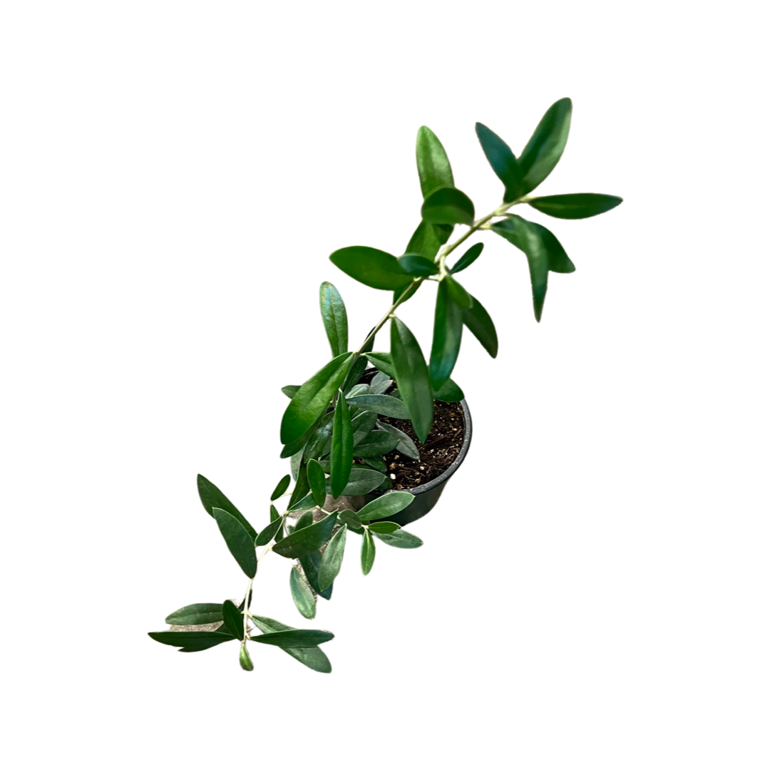 Olive Tree