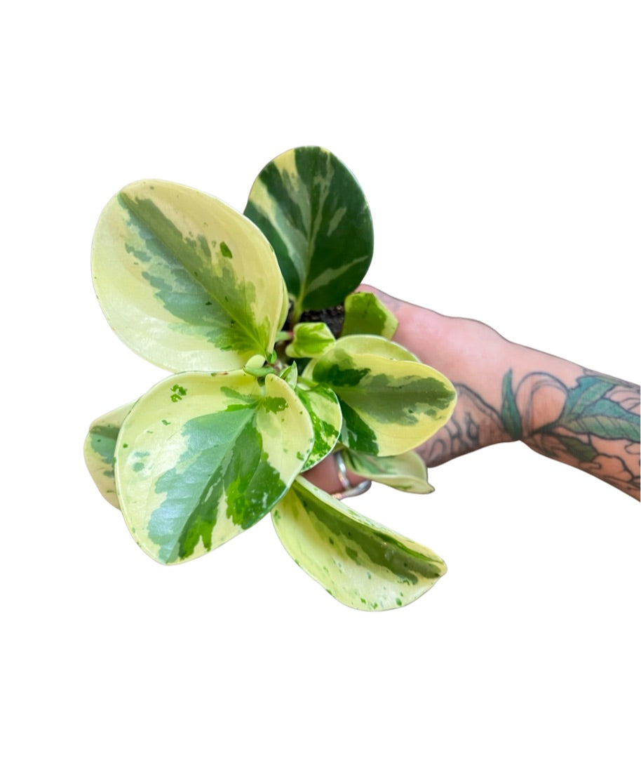 Peperomia | Obtusifolia Variegated