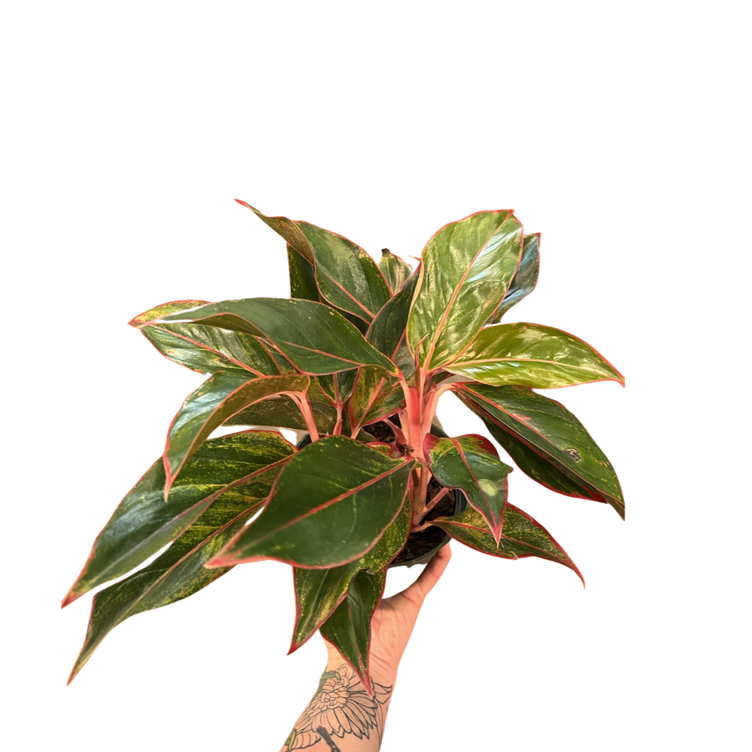 Aglaonema | Red Siam Aurora