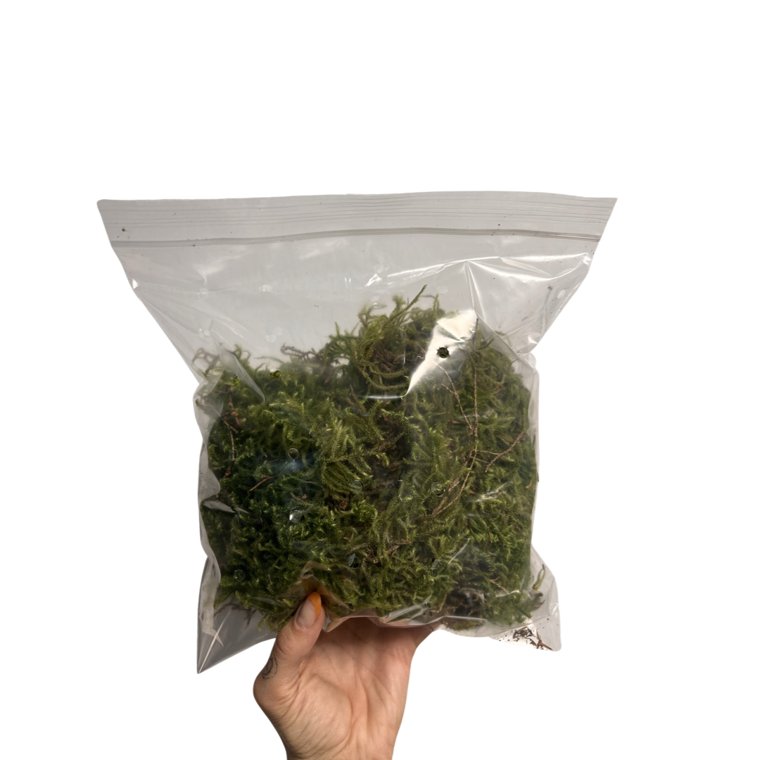 Forest Moss | Live Moss