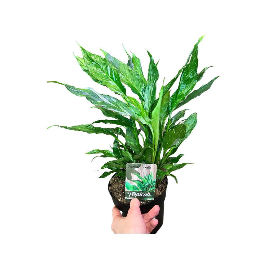 Peace Lily | Domino Variegated 6"