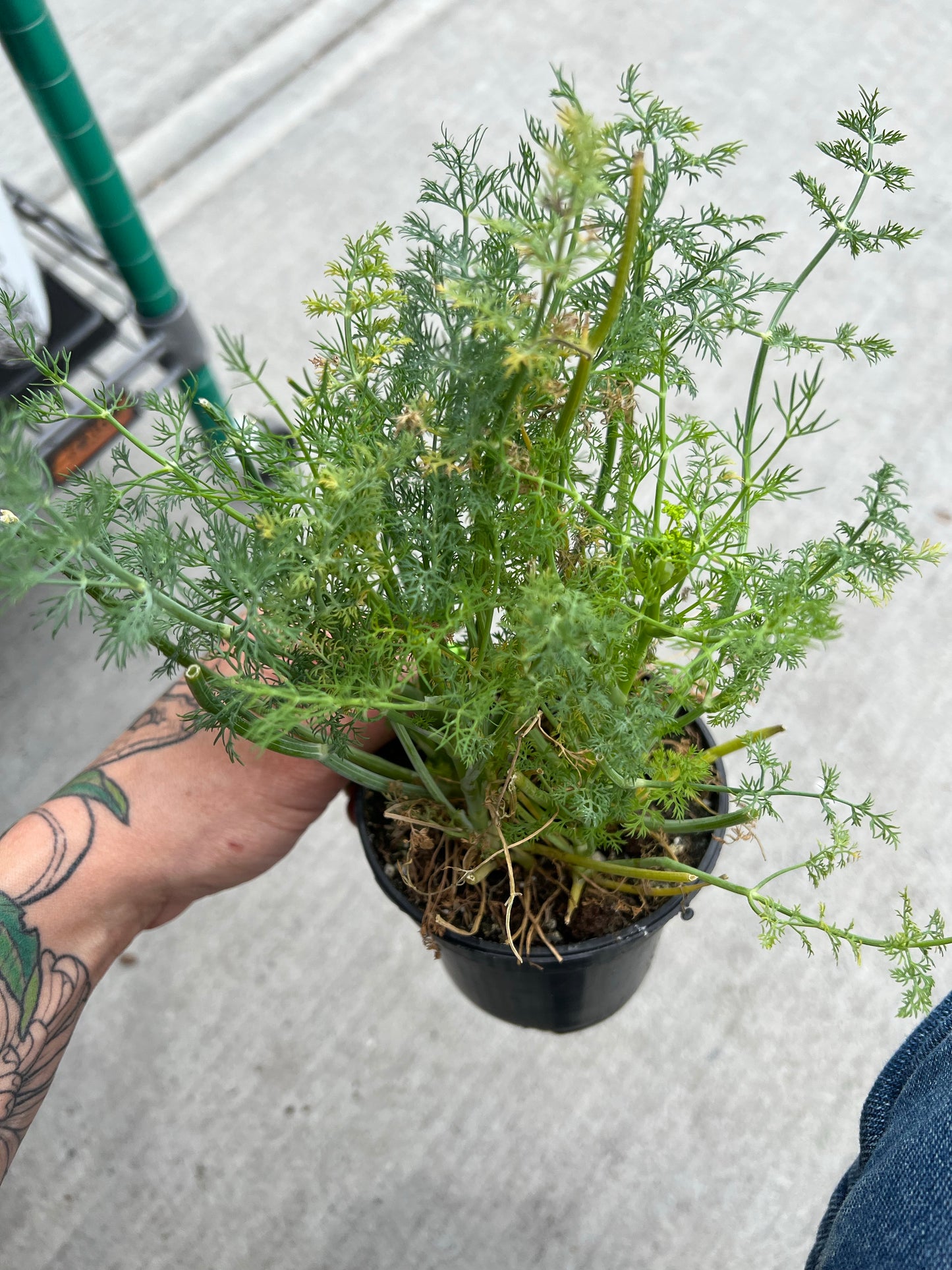 Dill | Garden Seedling