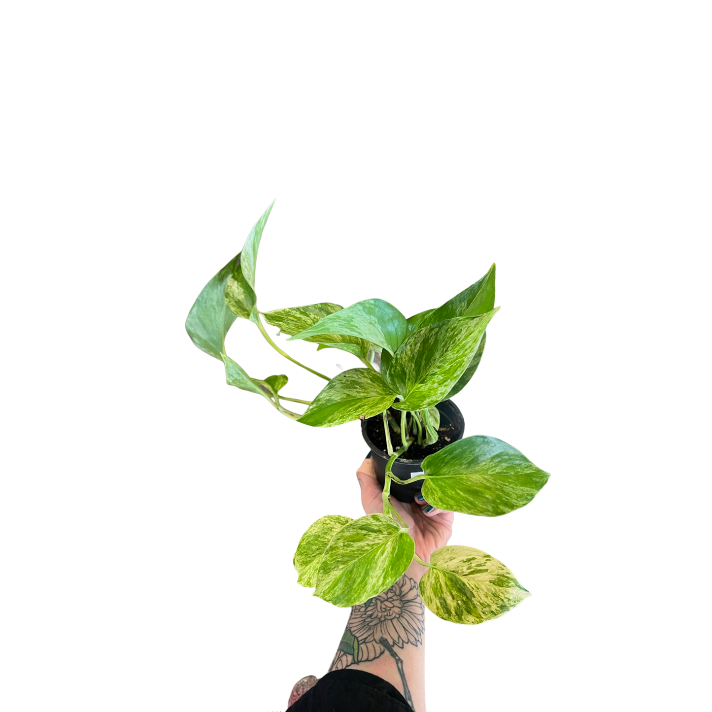 Pothos | Marble Queen