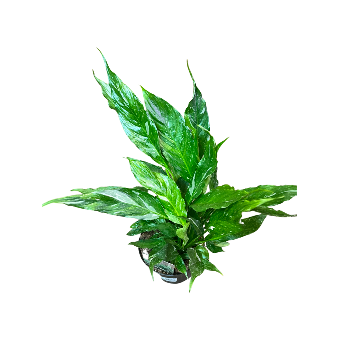 Peace Lily | Domino Variegated 6"