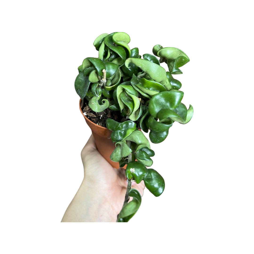 Hoya | Compacta