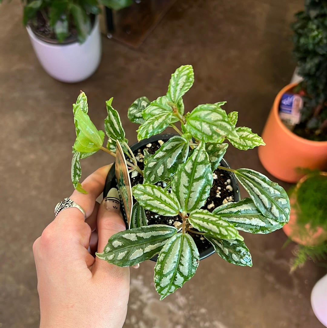 Pilea | Aluminum
