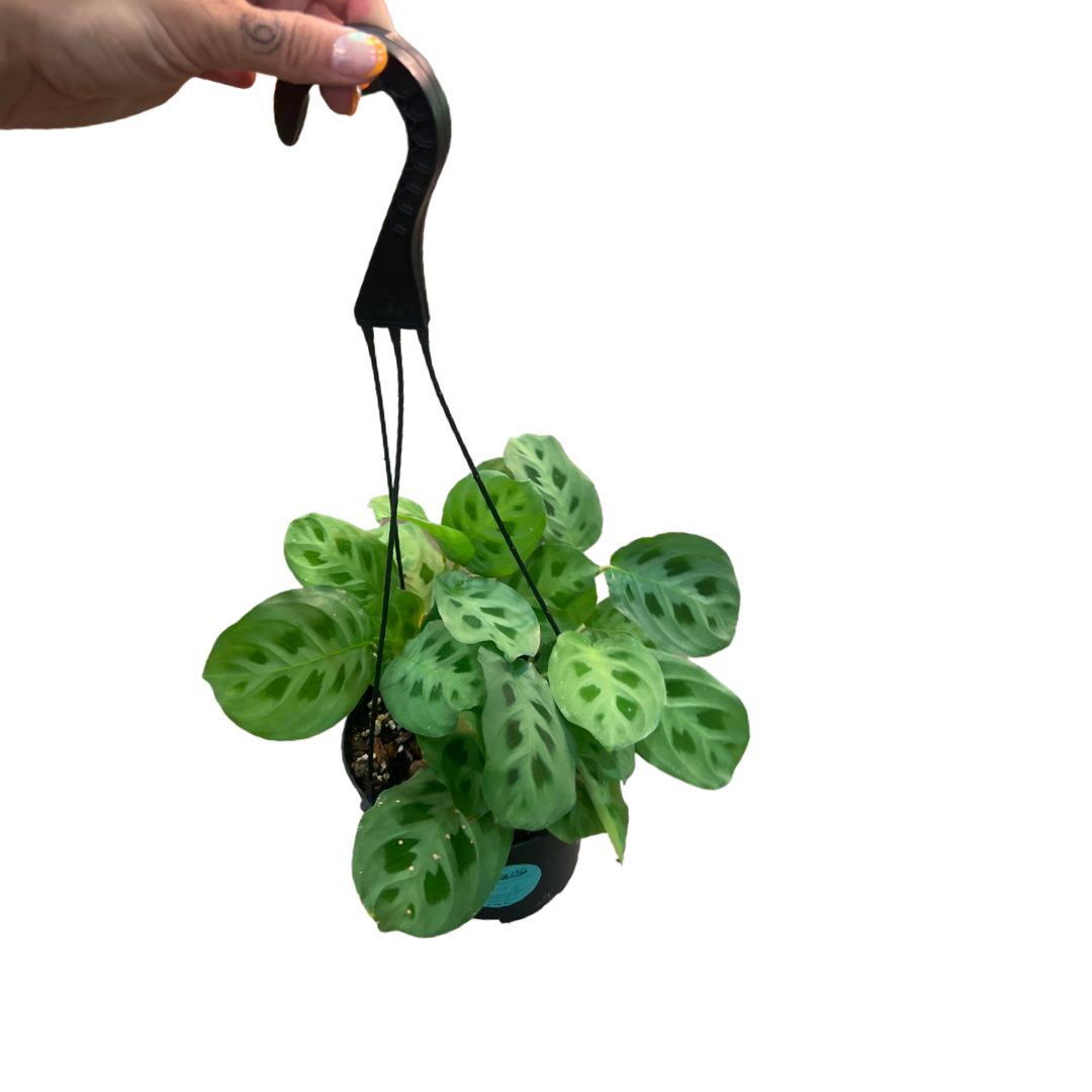 Maranta | Leuconeura Green