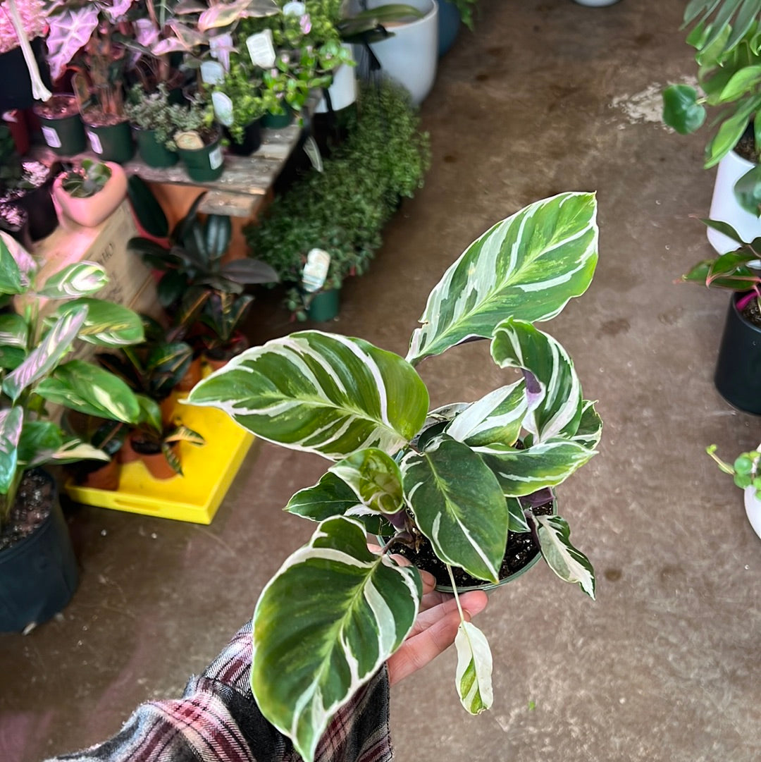 Calathea | White Fusion 4"
