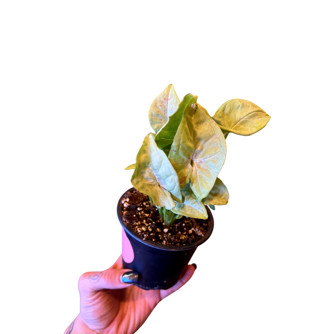 Syngonium | Confetti
