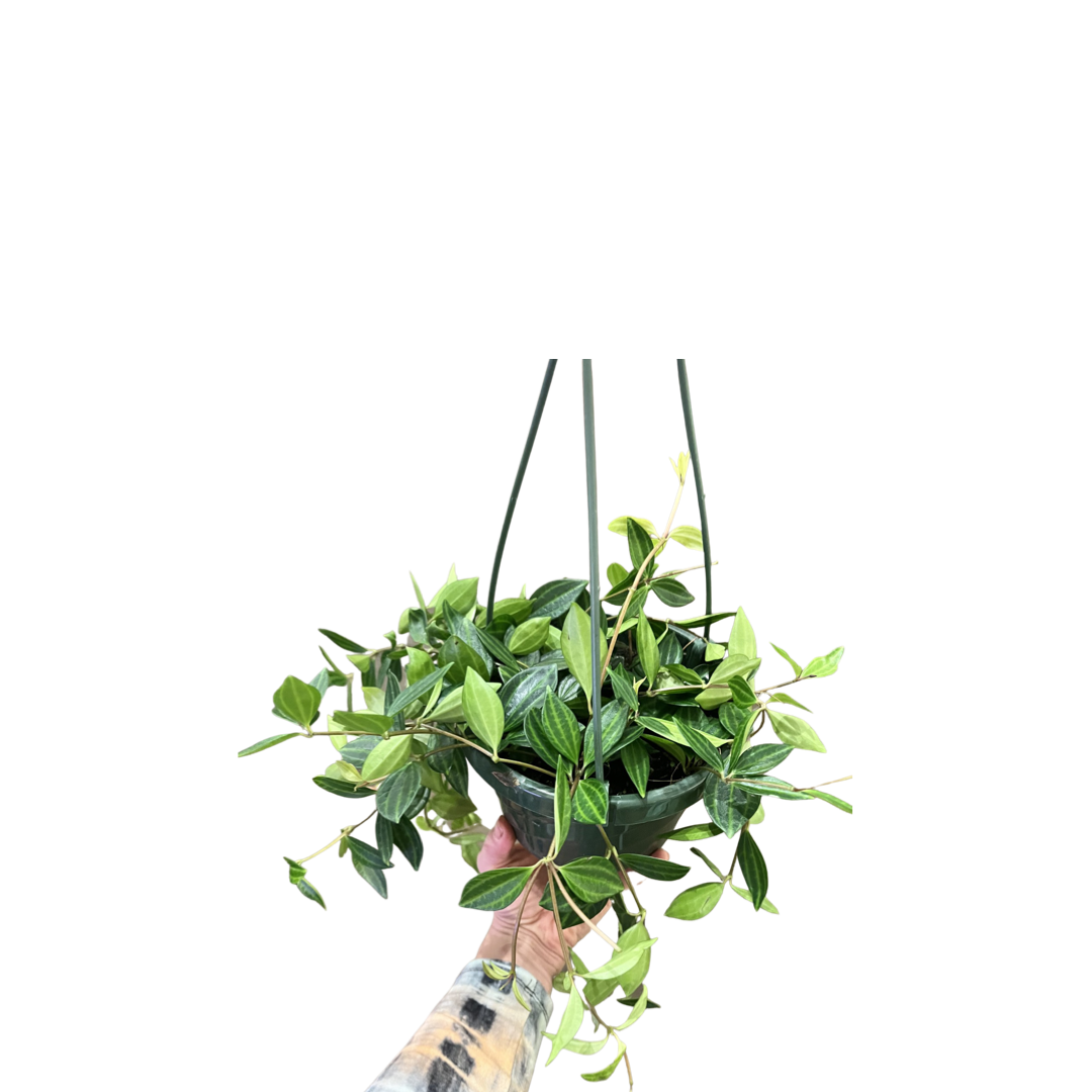 Peperomia | Angulata