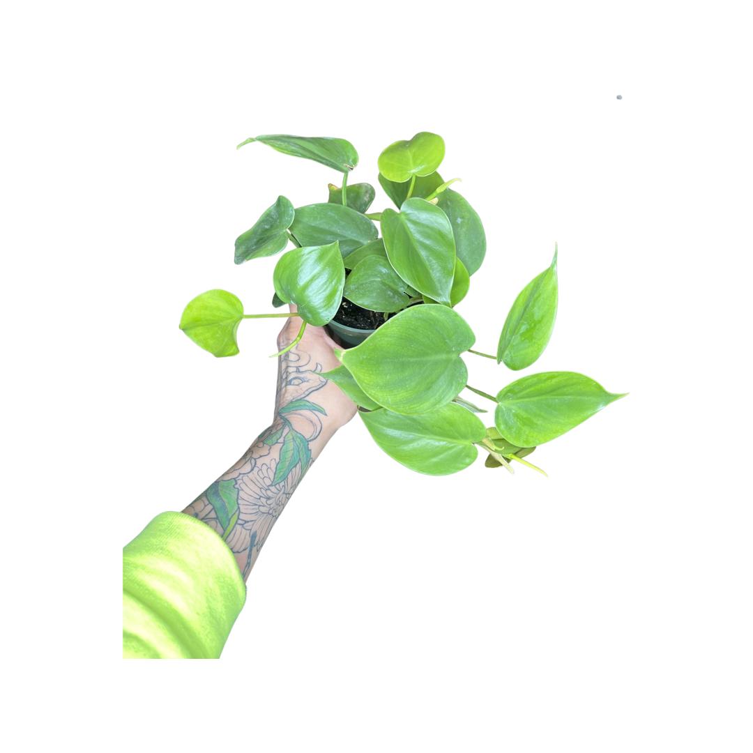 Philodendron | Cordatum Green