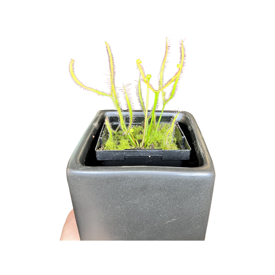 Drosera Dichotoma | Giant Sundew