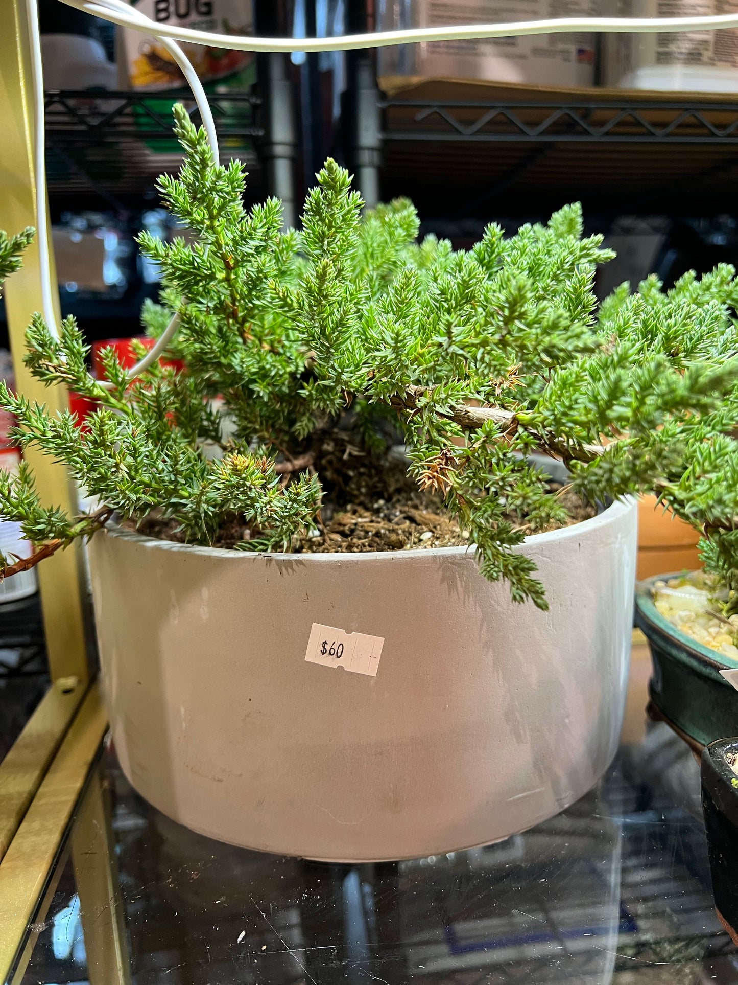 Bonsai | Japanese Juniper 6”