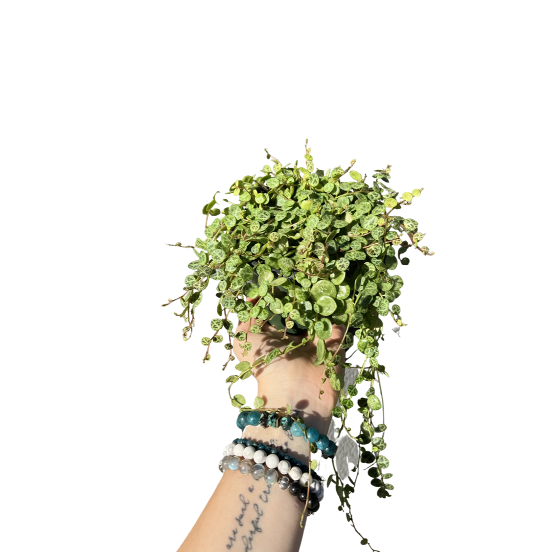 Peperomia | String of Turtles