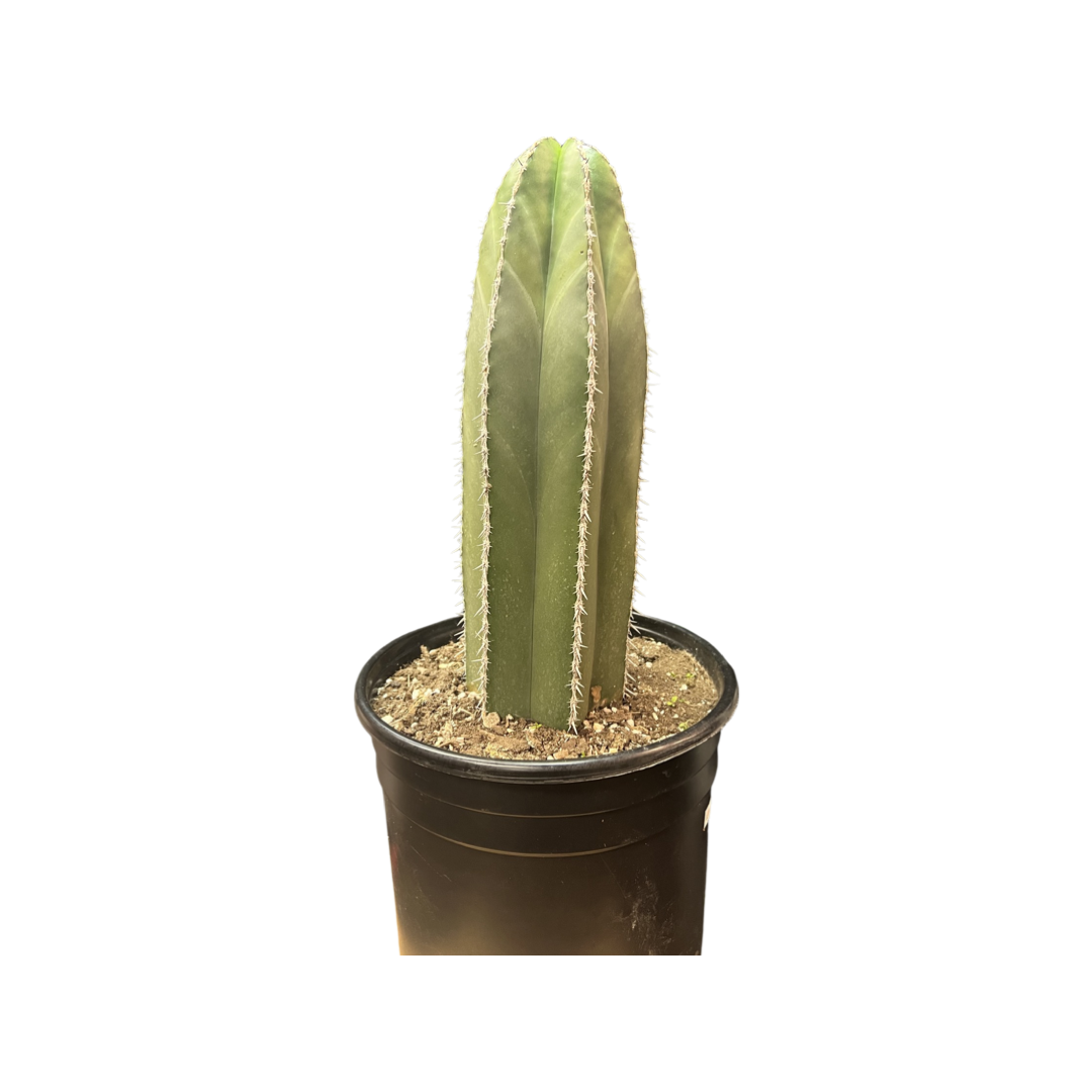 buy san pedro cactus canada Cactus