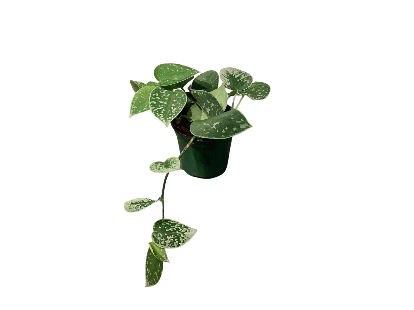 Pothos | Satin