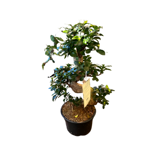 Bonsai | Ficus Ginseng "S" Shape 8" Growers Pot
