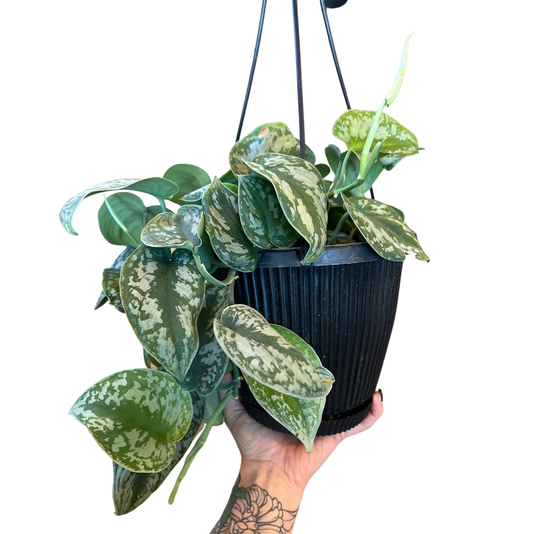 Pothos | Silvery Ann Satin