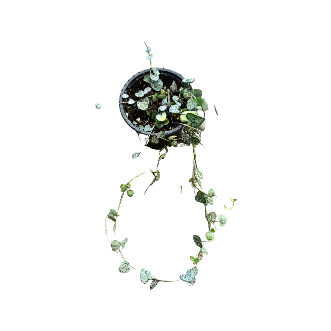 Ceropegia | String of Hearts