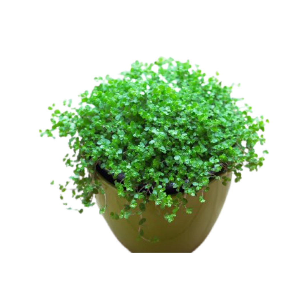 Pilea | Baby Tears Green