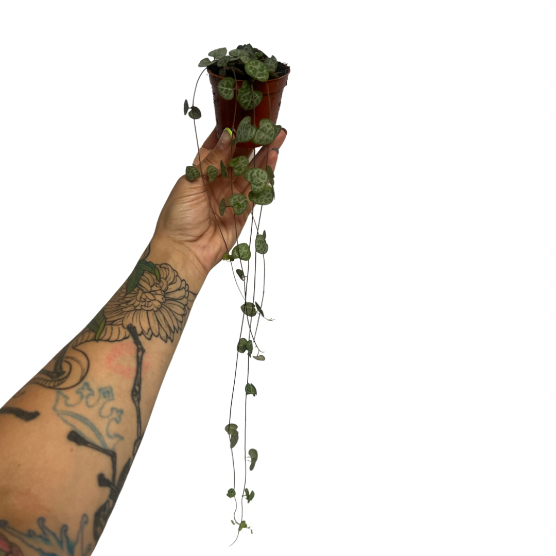 Ceropegia | String of Hearts