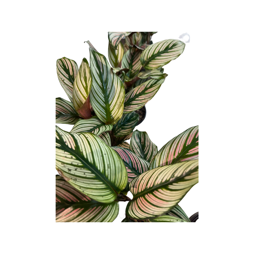 Calathea | Beauty Star