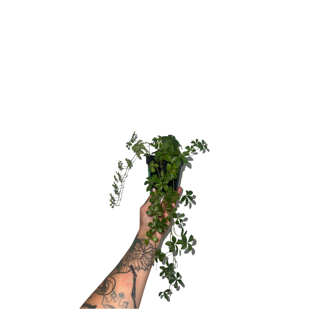 Parthenocissus | Sugarvine