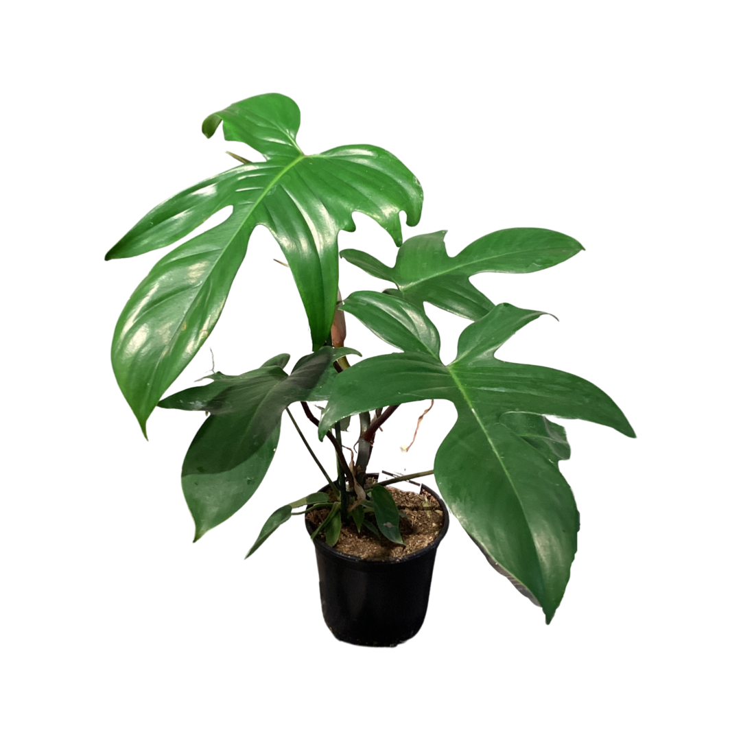 reindeer philodendron Philodendron