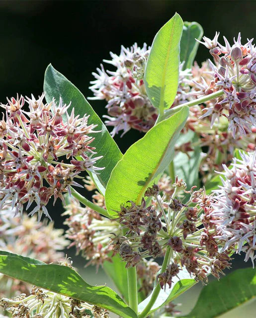 Seeds | Showy Milkweed
