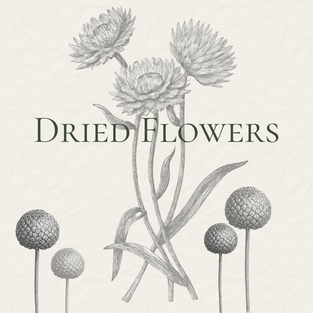 Dried Flower Seeds