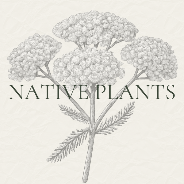 Native Plant Seeds