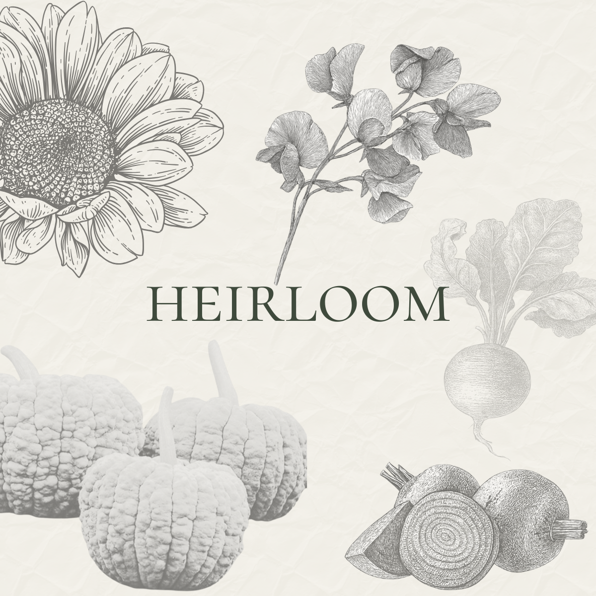 Heirloom Seeds