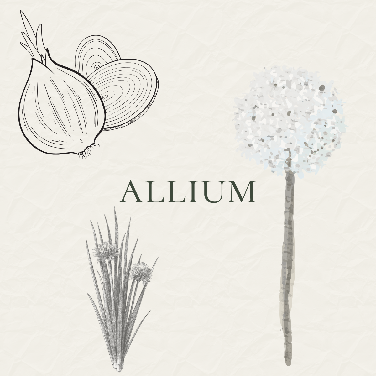 Allium Seeds & Sets