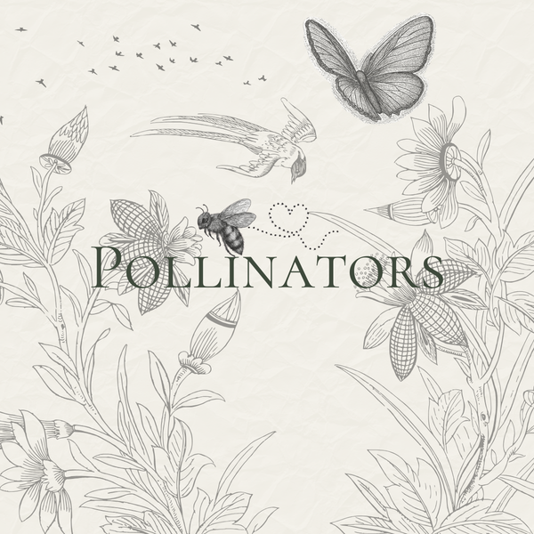 Pollinator Seeds