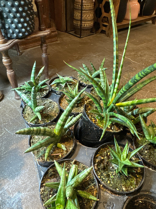 4” Snake Plant Mix