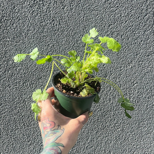 Cilantro 3.5" | Garden Seedling